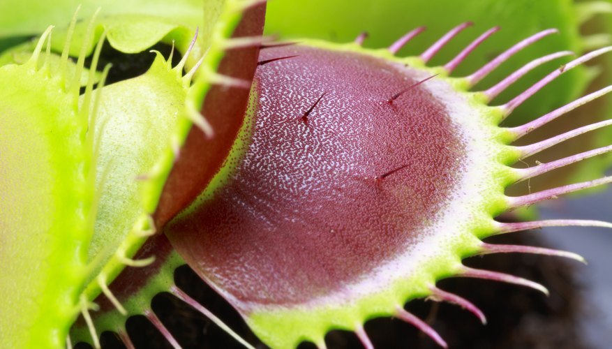 How to Open a Venus Flytrap | Garden Guides