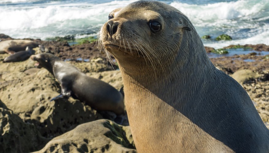 Best Time to See Seals and Sea Lions in San Diego 2023 