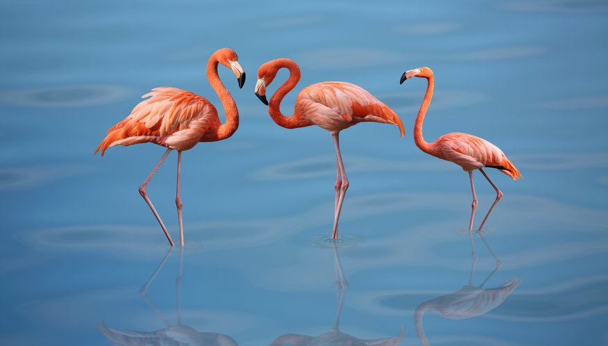 flamingos in the wild