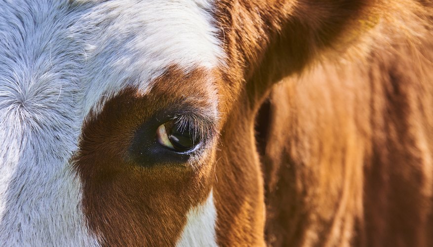 What are the Differences Between a Cow Eye & Human Eye? | Sciencing