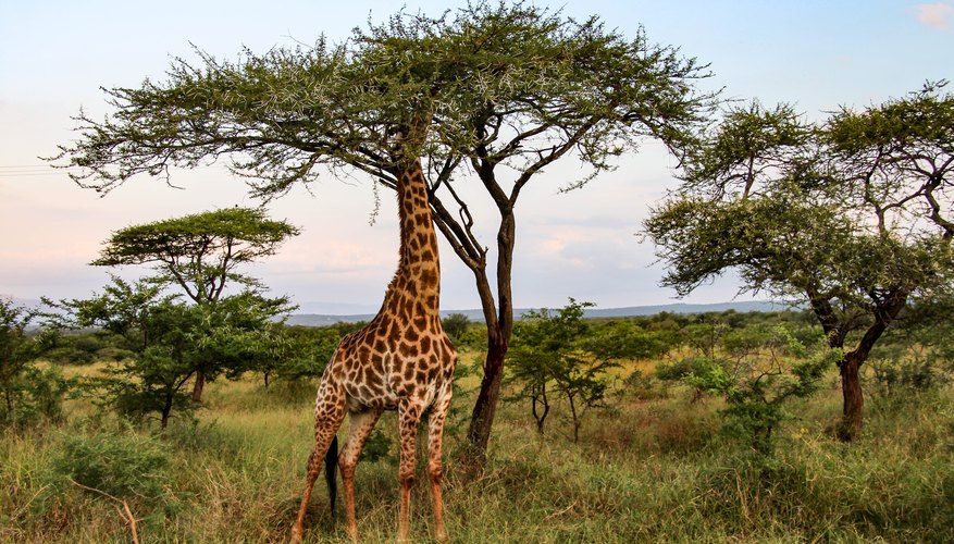 Giraffe Adaptation | Sciencing