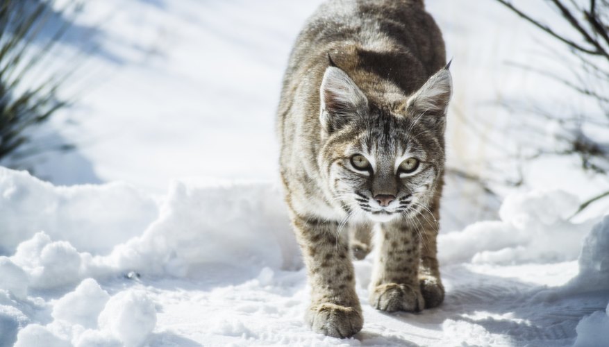 Species of Bobcats in Pennsylvania Sciencing