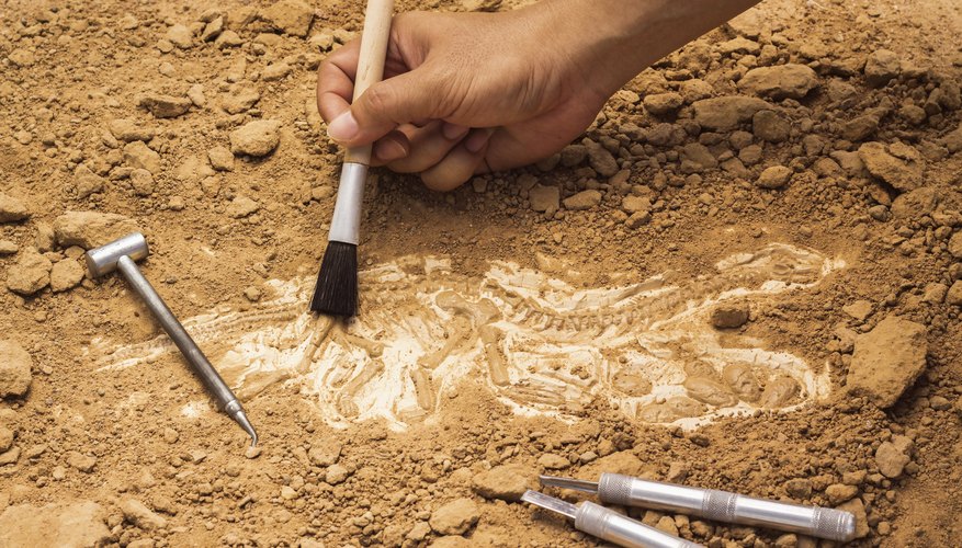 fossil dig site