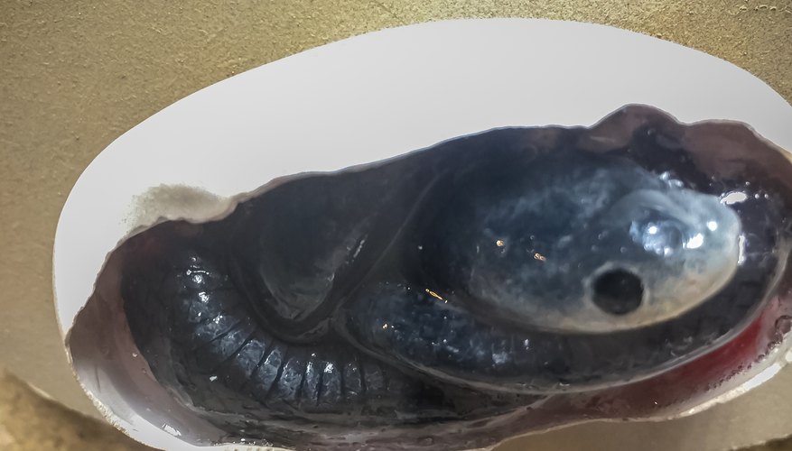 How do snakes lay eggs sciencing