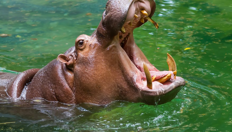 Resultado de imagem para hippopotamus