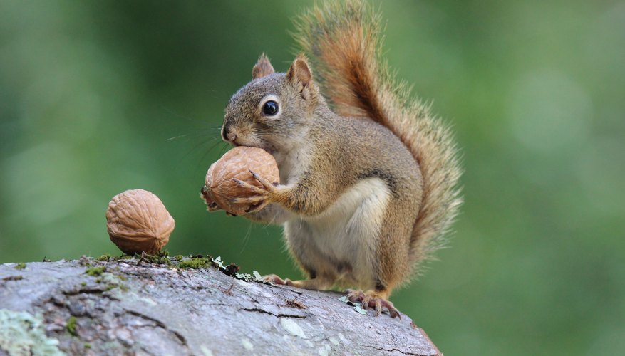 plant-animal-adaptations-in-temperate-forests-sciencing