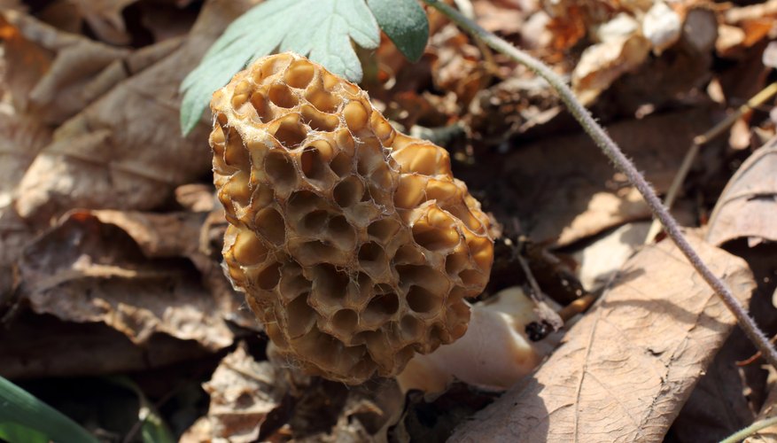 Edible Mushrooms In Illinois Identification
