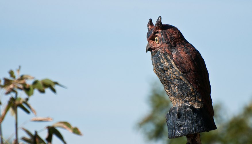 How To Scare Pigeons From Your Garden Fasci Garden