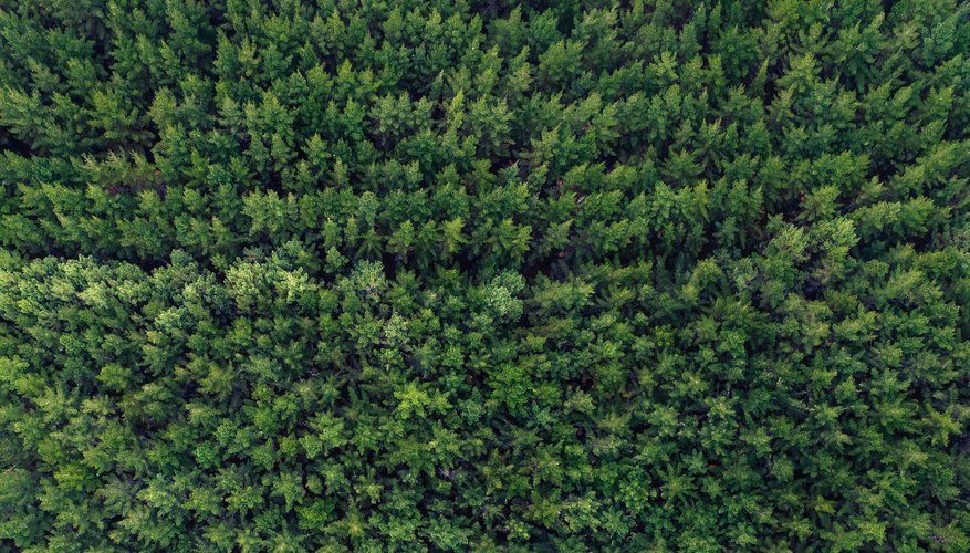 Tax Write-Offs for a Tree Farm