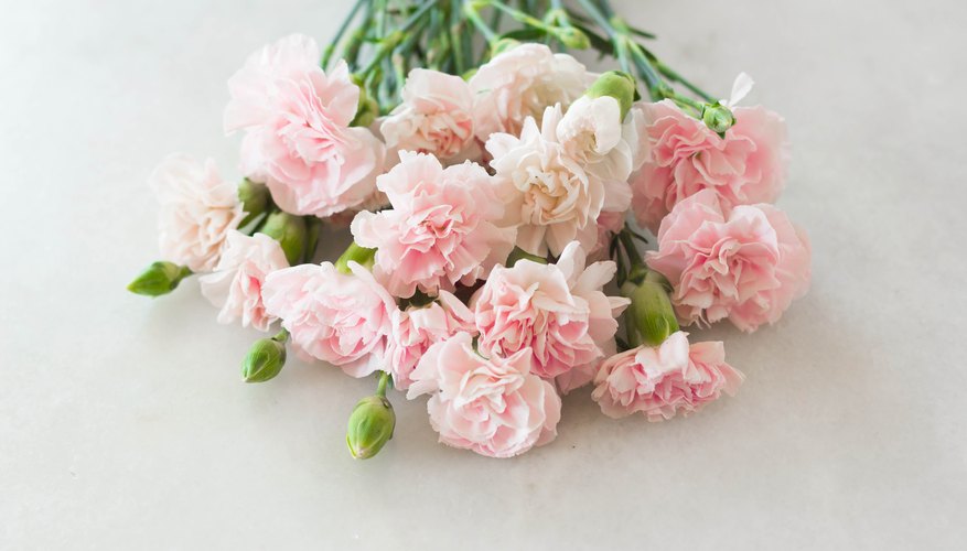 Meaning of Carnation Colors | Garden Guides