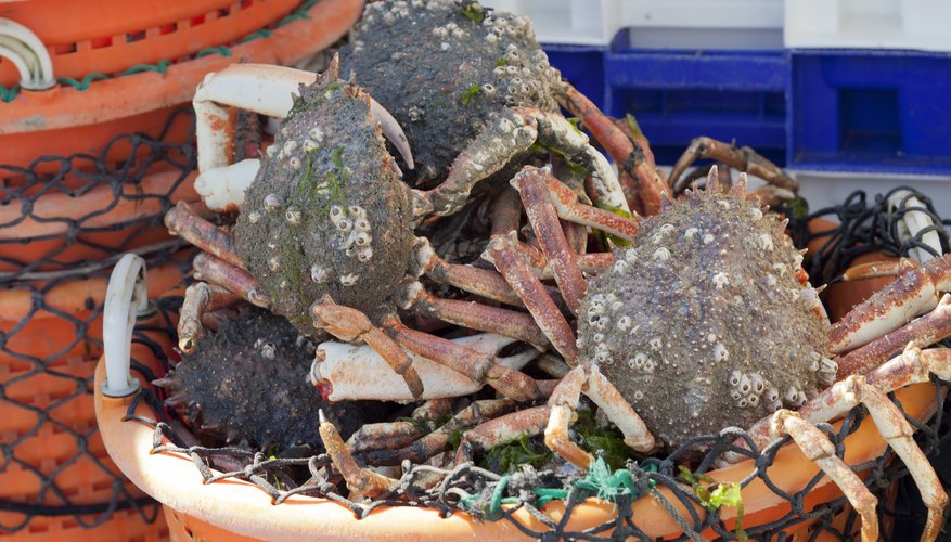When is Crab Season in Oregon