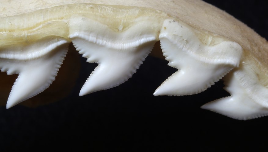 How to Hunt for Shark Teeth in Nags Head, North Carolina | Sciencing