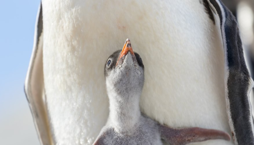 Photo Credit: Andrew Peacock/iStock/GettyImages One of Antarctica's biggest penguin colonies was just decimated, thanks to climate change