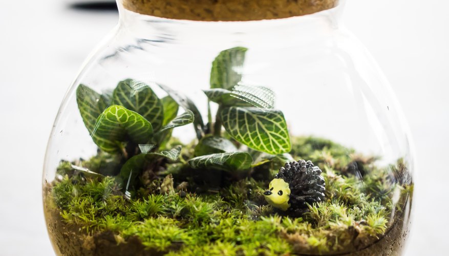 How to Create a Habitat for a School Project | Sciencing