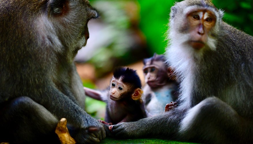 Photo Credit: GABRIEL BOUYS/AFP/GettyImages Scientists have found a way to control neural activity in monkeys using artificial intelligence.