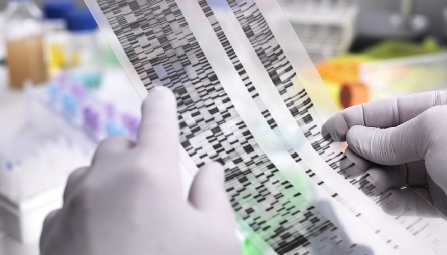 Photo Credit: Westend61/Westend61/GettyImages What Is the Difference Between Ribosome & Ribosomal DNA?