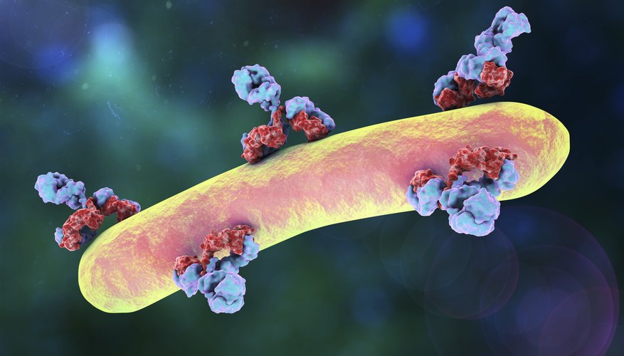 What Are the Five Classes of Immunoglobulins? | Sciencing