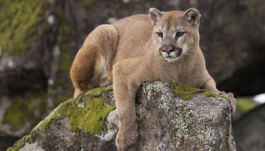 puma vs cougar puma vs cougar