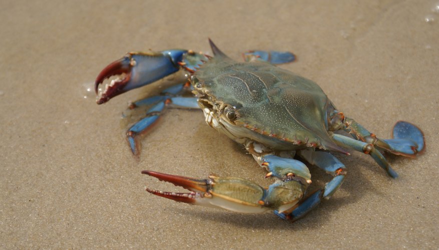 When Is Crab Season?