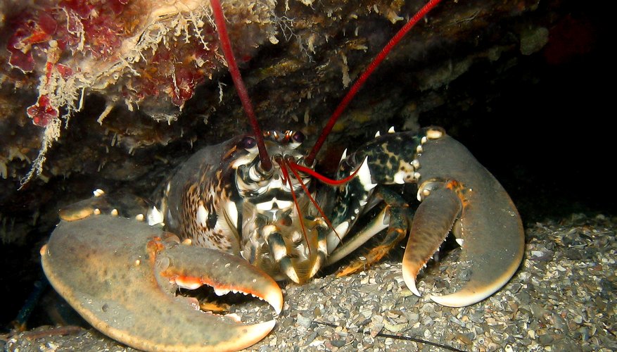 difference-between-cold-water-warm-water-lobsters-sciencing