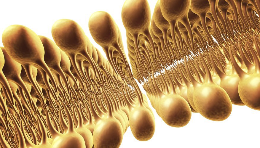 Photo Credit: PASIEKA/Science Photo Library/GettyImages