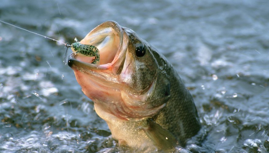 How to Tell a Male Largemouth Bass From a Female