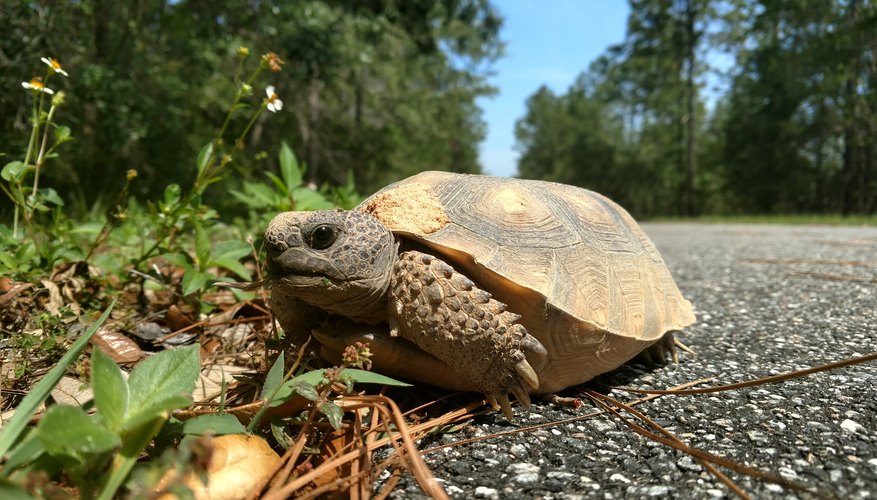 The Plants & Animals of the Coastal Plain | Sciencing