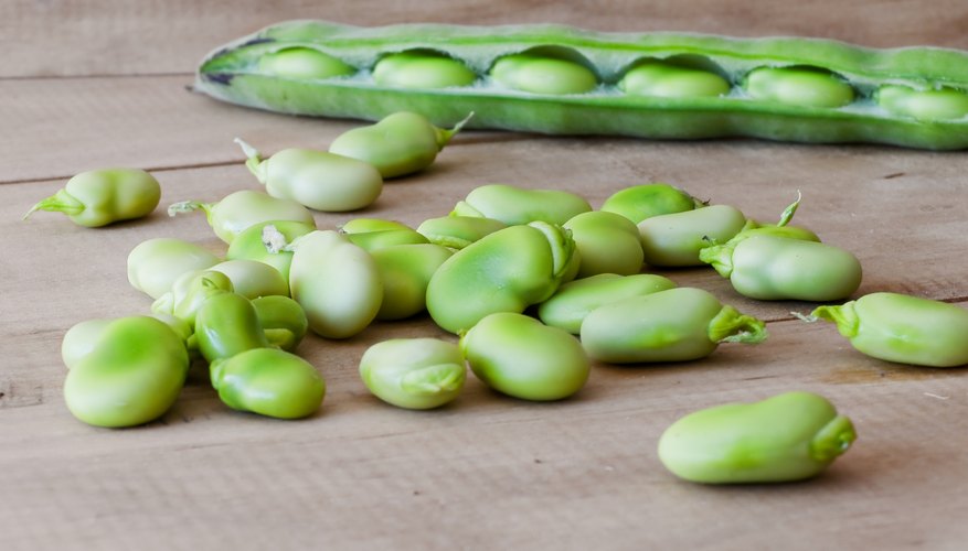 What Type of Bean Seeds to Use for a Science Experiment | Sciencing