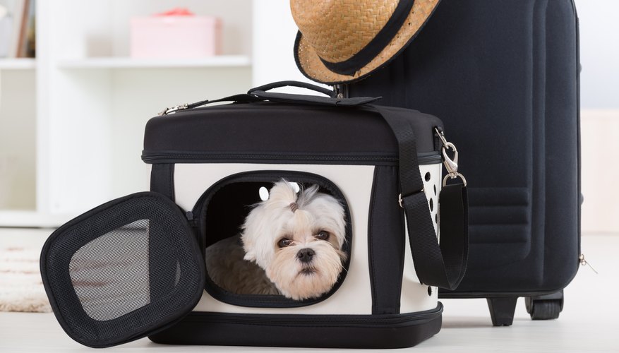 What Pet Carrier Should I Get for Travel?