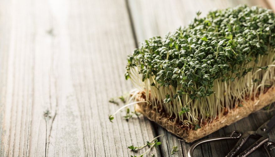 fastest-growing-plants-for-a-science-project-sciencing