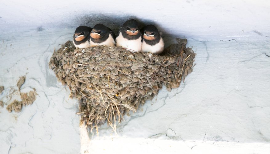 Swallows Flying Around House Meaning Best House 2018