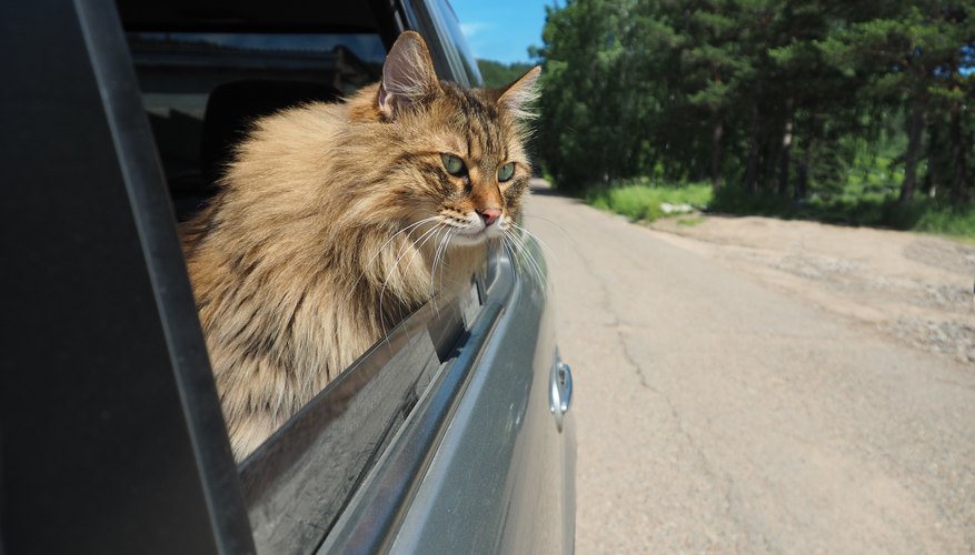 How to Plan a Successful Road Trip With my Cat