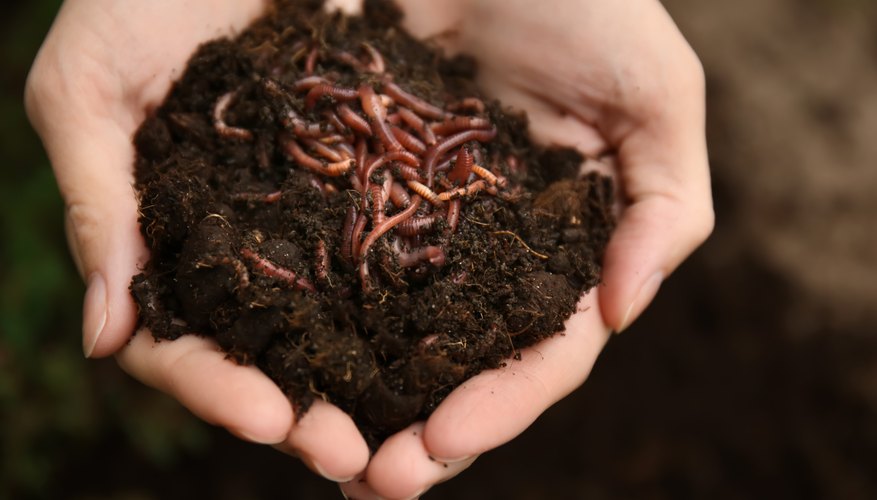 How to Build a Commercial Worm Farm