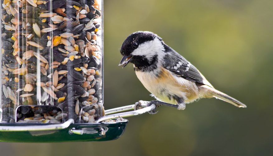 How to Make Hot Pepper Bird Seed Sciencing