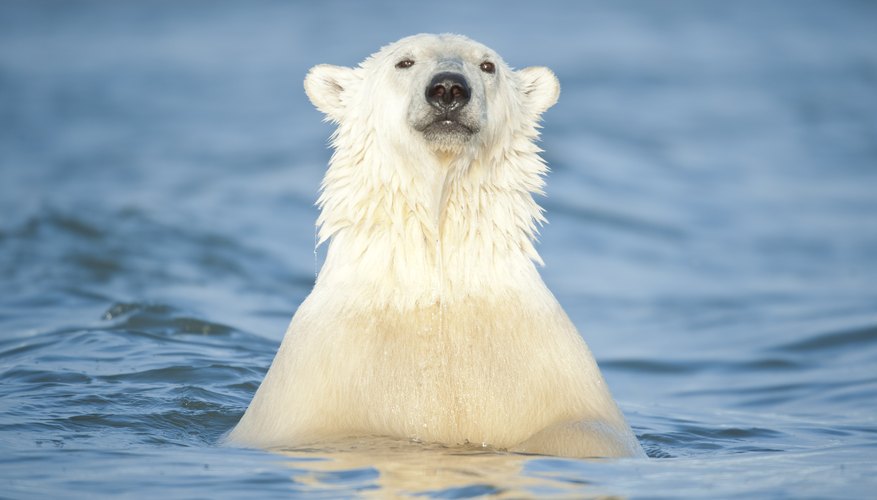 Are There Polar Bears in Alaska 10Best