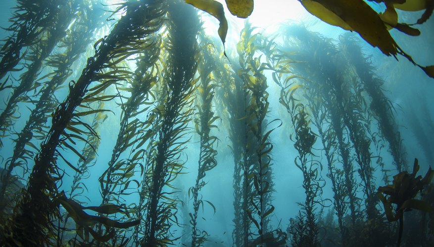 ocean-plants-by-kim-broadhead-ocean-plants-underwater-plants-alien