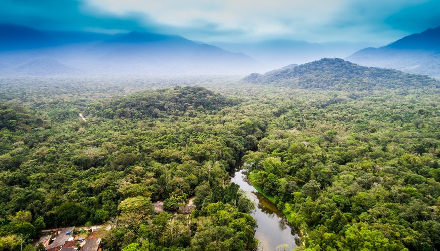 The Characteristics of the Rainforest | Sciencing