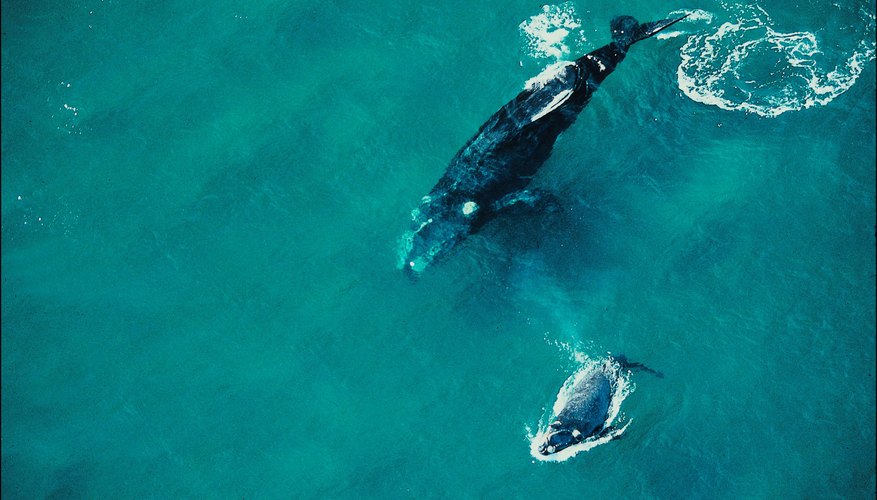 Are There Whales in Florida?