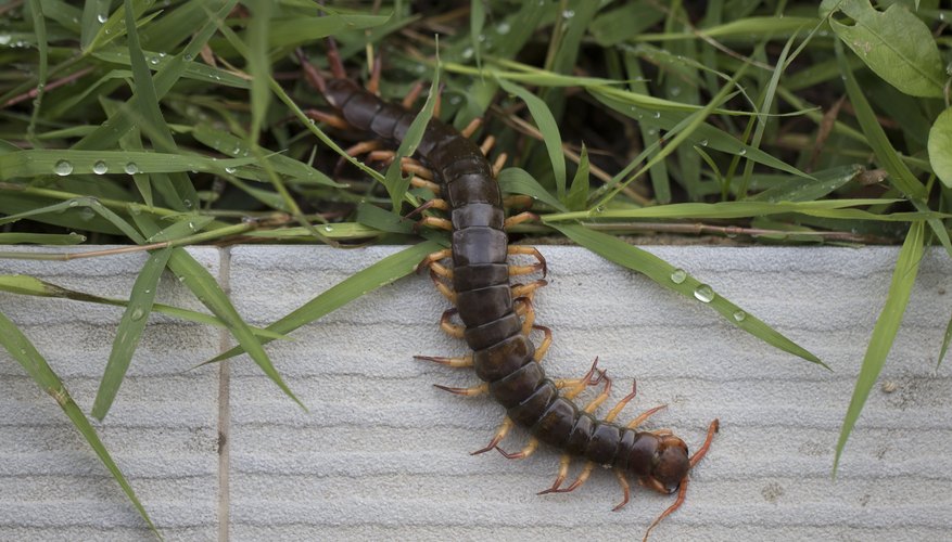 Types of Centipedes in California | Sciencing