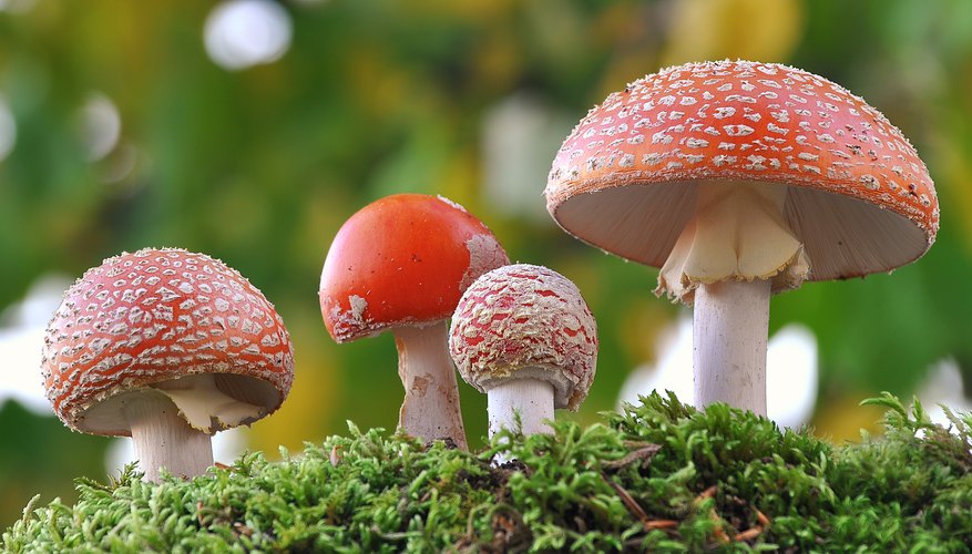 how-are-fungi-plants-similar-sciencing