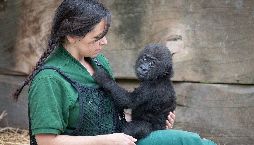 how-to-become-a-zookeeper-mom-life