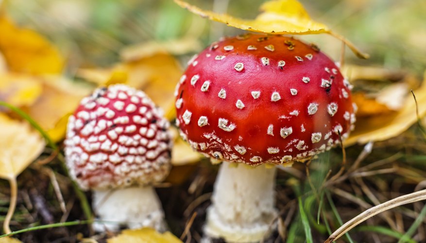 How to Identify Wild Mushrooms in Florida Sciencing