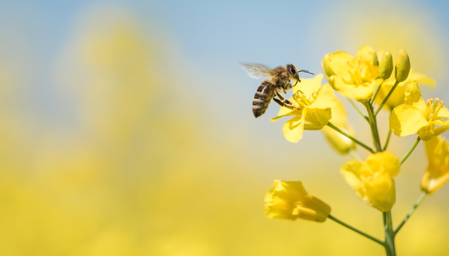 How Do Flowers & Bees Help Each Other? | Sciencing