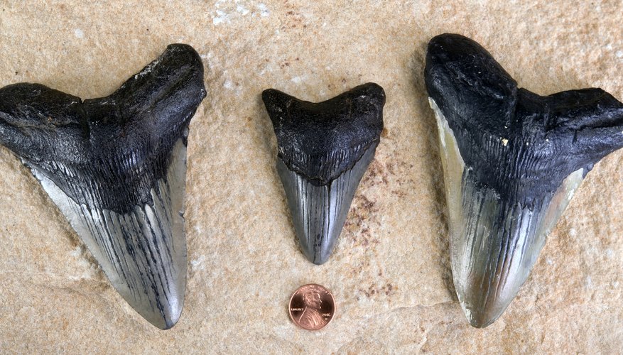 Megalodon Facts for Kids | Sciencing