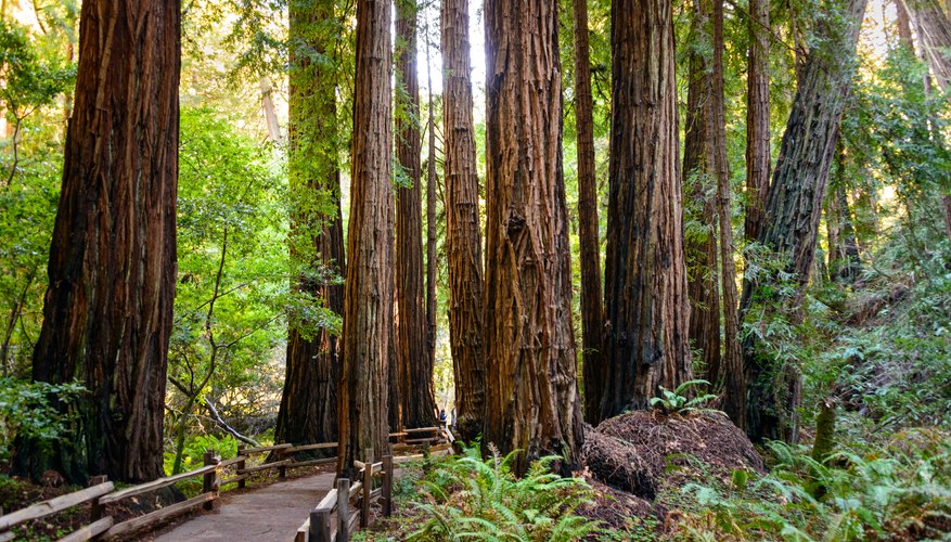 How to Get to Muir Woods From San Francisco