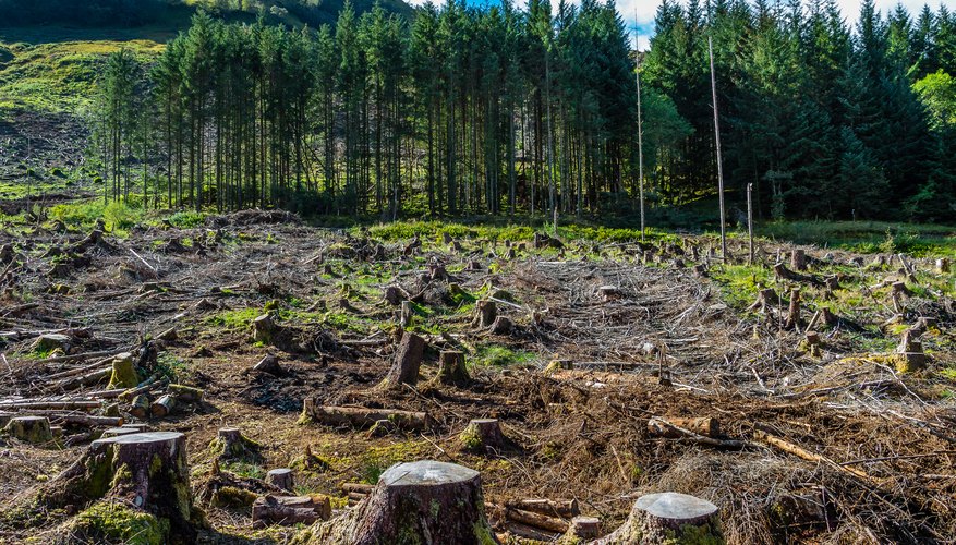 how-does-deforestation-affect-the-air-sciencing