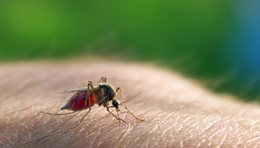 Photo Credit: Photographed and edited by Janos Csongor Kerekes/Moment/GettyImages How to Avoid the Creepy Crawlies of Summer