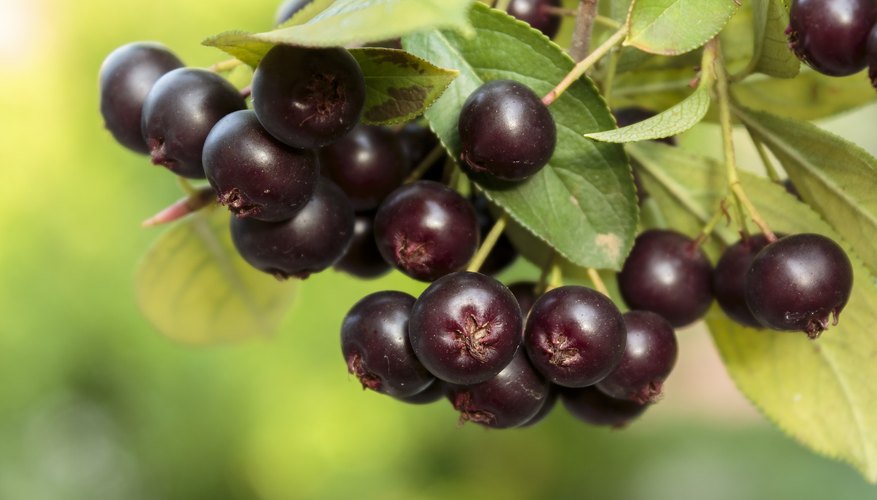 How to Identify Chokecherries in the Wild Sciencing