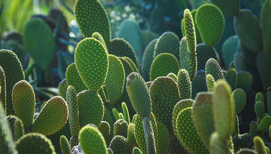 The Difference Between Desert Plants &amp; Rainforest Plants ...