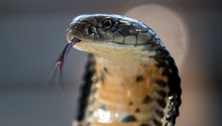 Philippine Snakes Species Sciencing   Ba52d69d8f9f41a38792a6ea7387608a